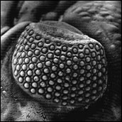 Eye of the trilobite Phacops