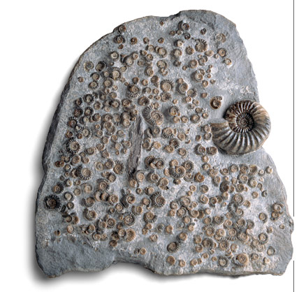 Photograph of ammonites embedded in rock of the Jurrassic Lias formation.