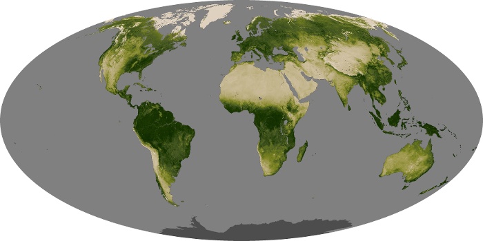 Global Map Vegetation Image 136