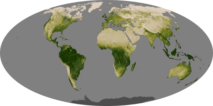Global Map Vegetation Image 146