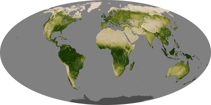 Global Map Vegetation Image 143