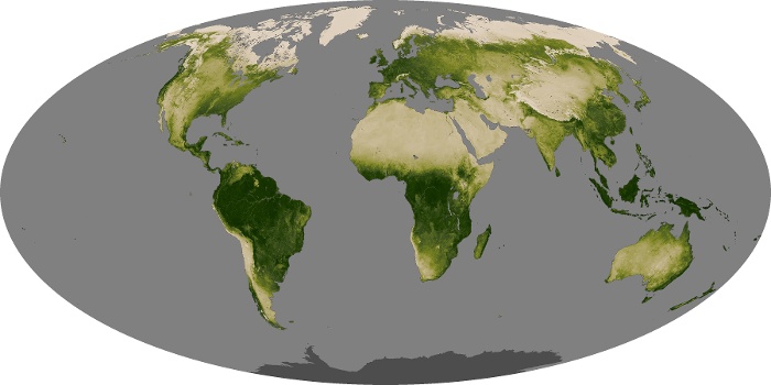 Global Map Vegetation Image 167