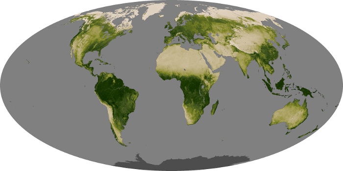 Global Map Vegetation Image 195