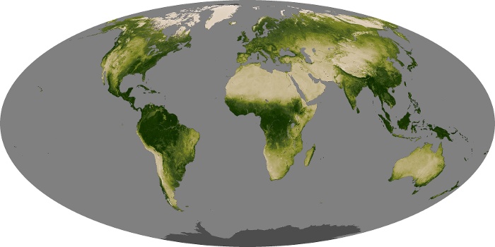 Global Map Vegetation Image 221