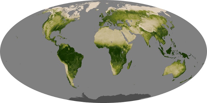 Global Map Vegetation Image 243