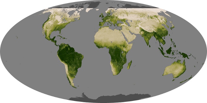 Global Map Vegetation Image 260