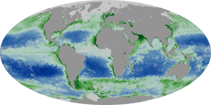 Global Map Chlorophyll Image 8
