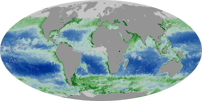 Global Map Chlorophyll Image 163