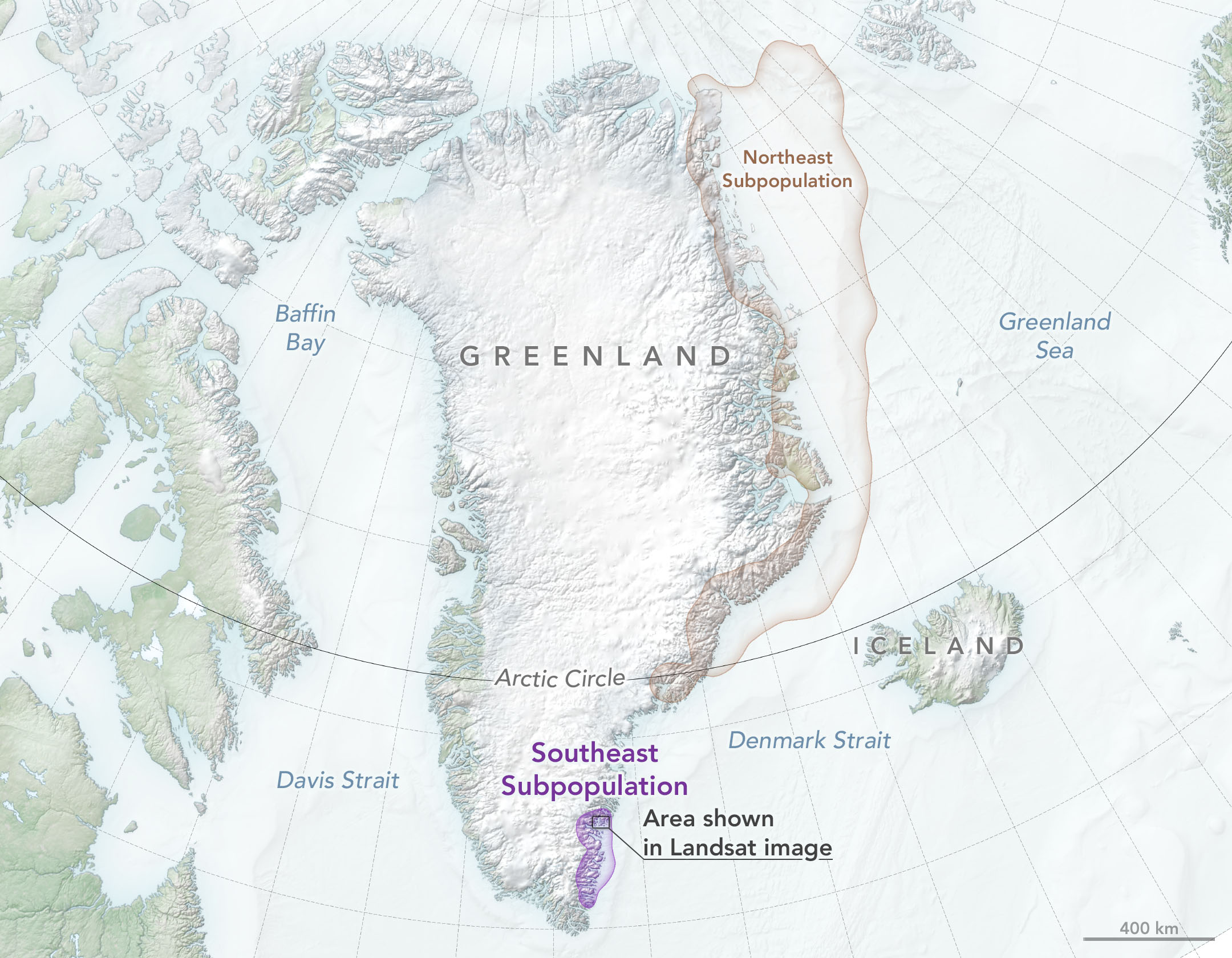 Scientists Discover a Polar Bear Subpopulation - NASA Science