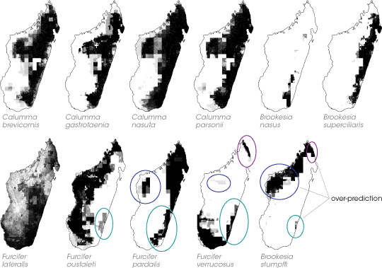 Madagascar’s Chameleons