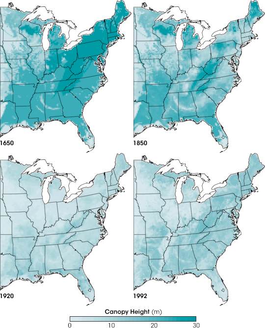Tree Canopy Height from 1650 to 1992