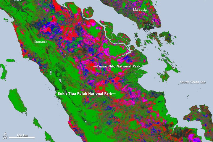 New Map Yields Better View of Forest Changes - NASA Science