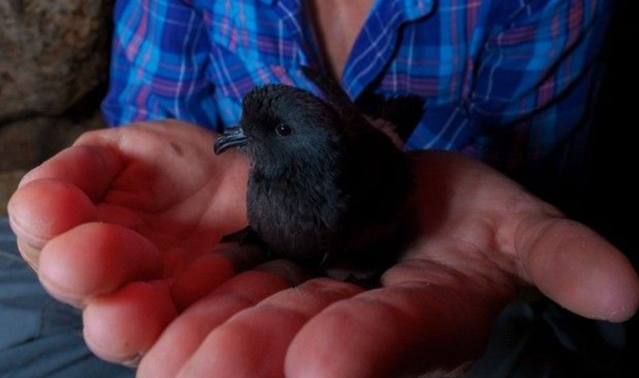 NASA-Funded Research Follows Bird Flight; Birds Follow Their Noses – NASA Science NASA-Funded Research Follows Bird Flight; Birds Follow Their Noses – NASA Science