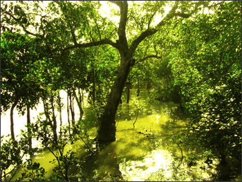 Trees in the Sundarbans.