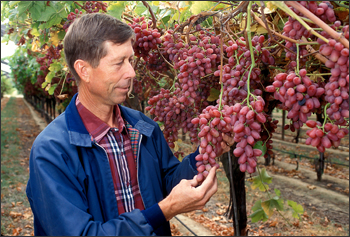 Horticulturist David Ramming with grapes growing in the San Joaquin Valley