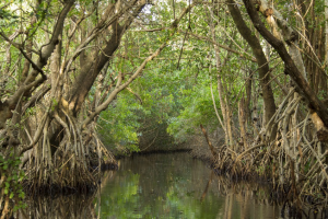 everglades - fotolia