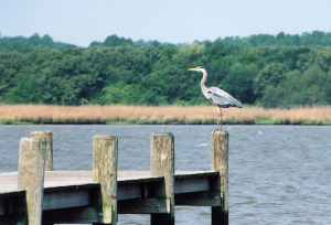 great blue heron