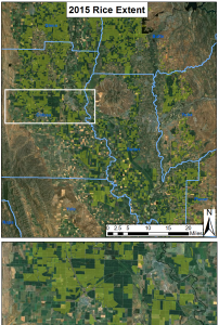 Sacramento Valley rice fields