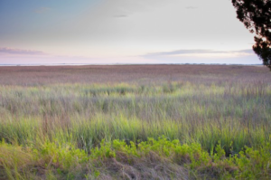 Spartina grass on Sapelo Island