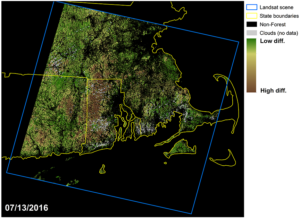gypsy moth damage in New England