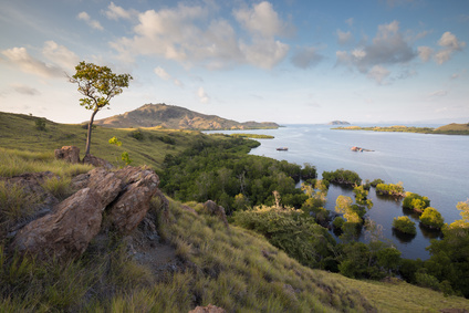 Komodo Mangroves