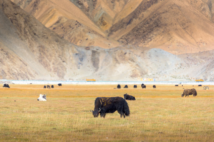 livestock, Pamir Mountains