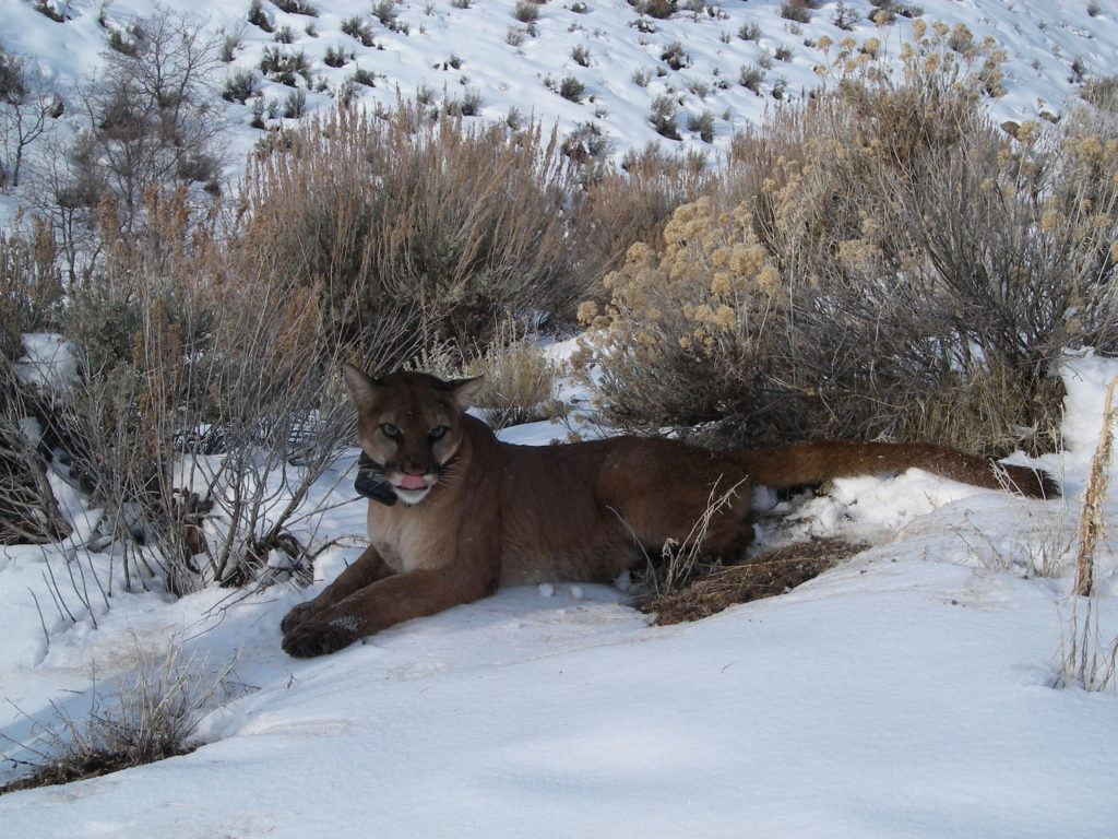 mountain lion