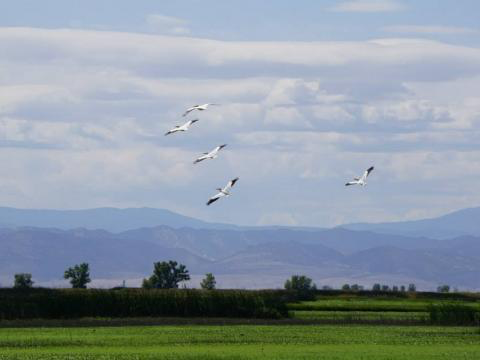 migratory birds at field site