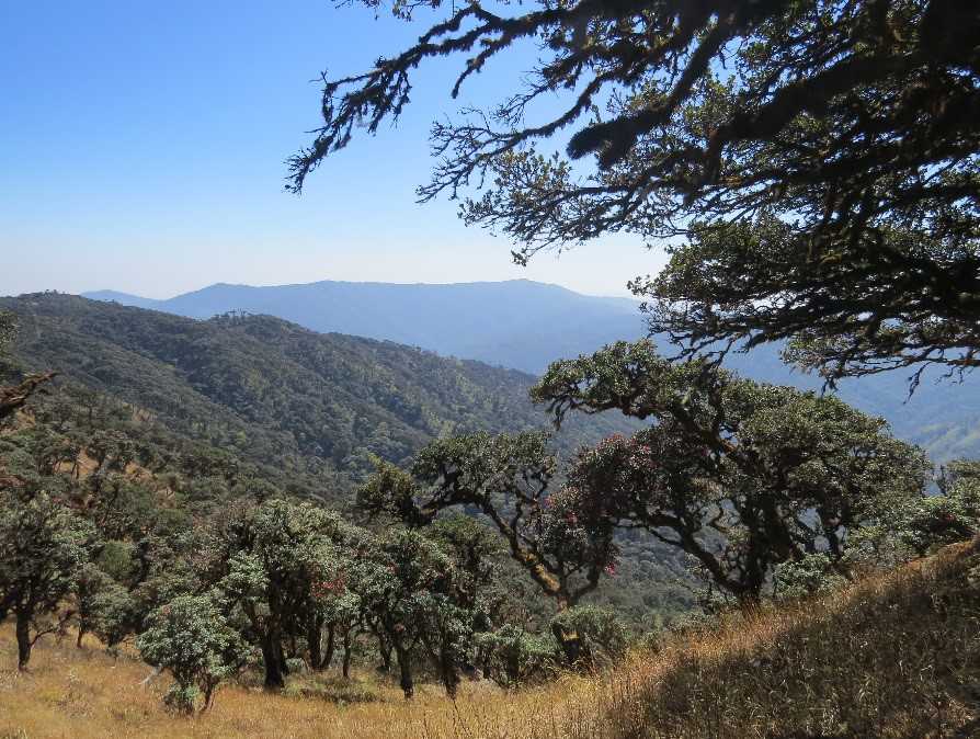 trees in Myanmar
