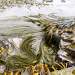 kelp on Falkland Islands