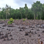 clearcut mangrove in Tanzania