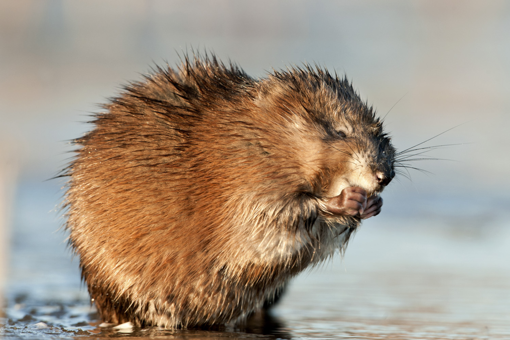 muskrat