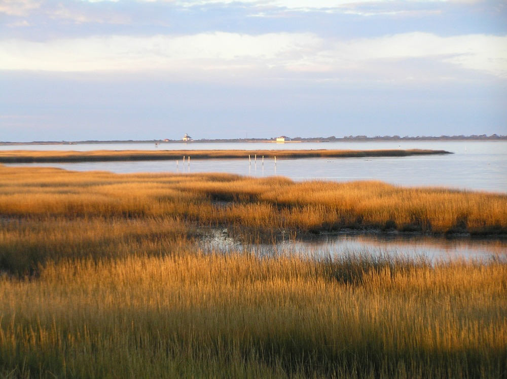 Salt marsh on Assateague Island