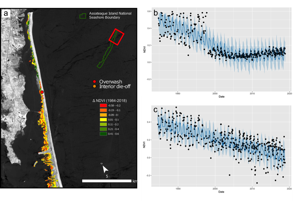 Salt marsh trends on Assateague Island