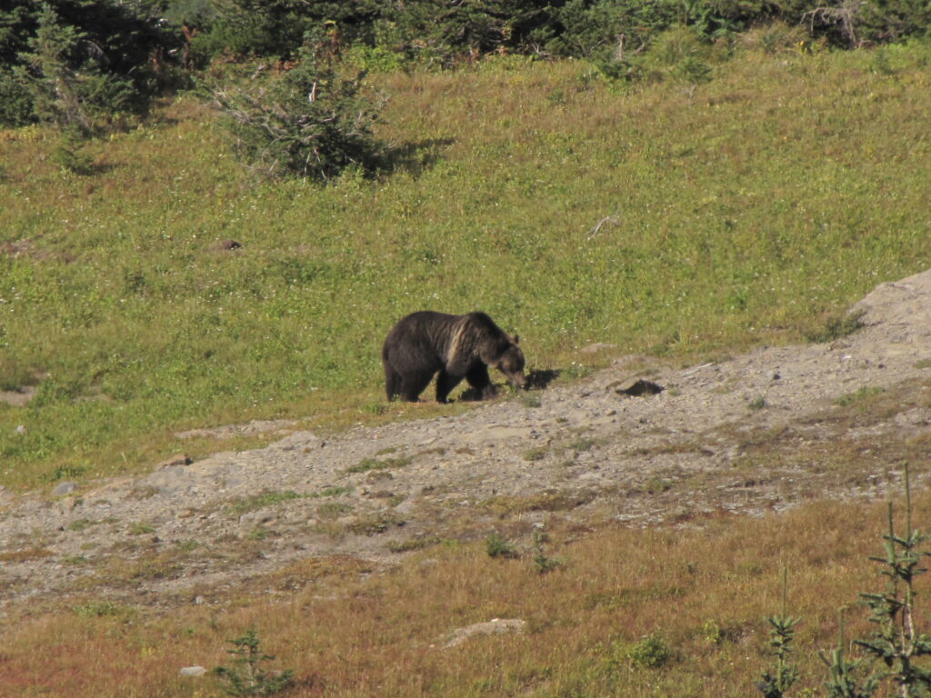 grizzly bear foraging