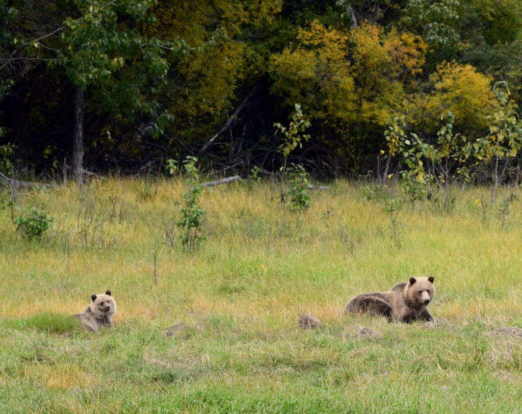 grizzly bear with cub