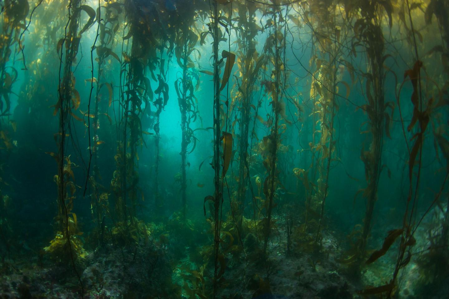 underwater shot of kelp in South American