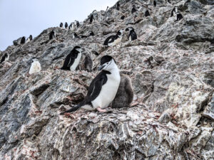 Penguin and young penguin