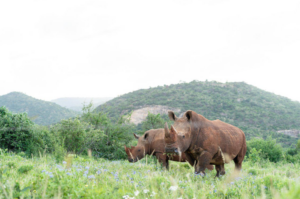 Black rhinos