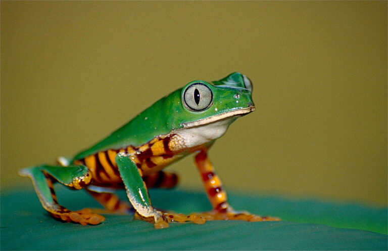A tiger-striped leaf frog (Phyllomedusa tomopterna)
