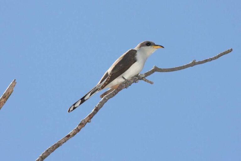 Yellow Billed Cuckoo