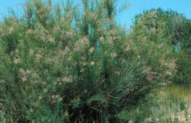 Tamarisk