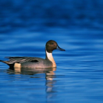 northern pintail duck