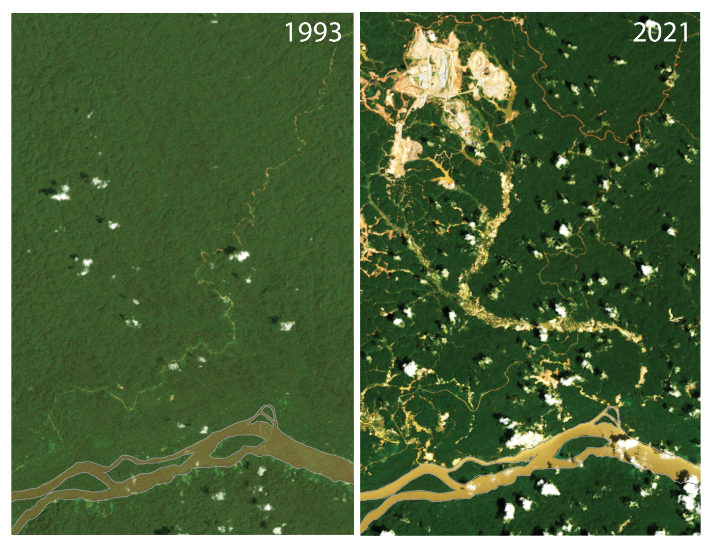 The Maroni River flows through rainforest along the Suriname-Guyana border. Its basin was relatively unaltered in 1993 (left), but by 2021, muddy water flows into the river due to erosion caused by deforestation from mining operations.