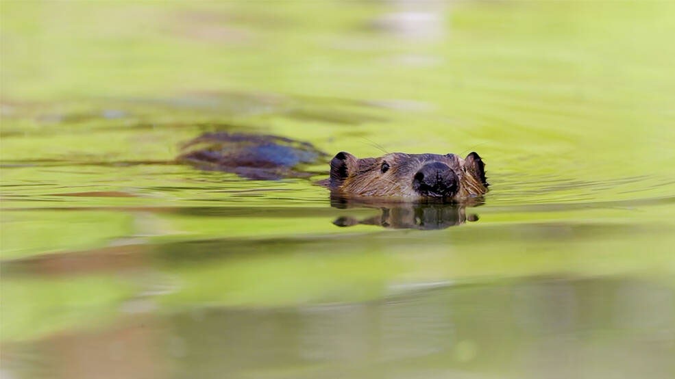 Researchers Become “Beaver Believers” After Measuring the Impacts of ...