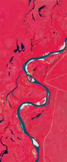 False-color Landsat satellite image showing roads cut through a forest that form the upper case letter S.