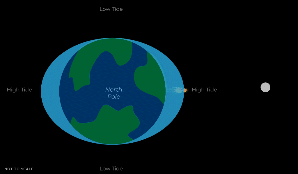 Animation depicting a person standing on the Earth as it rotates. A blue mass with 2 bulges represents the Earth’s tides. Labels around the Earth “High Tide and Low Tide.” The Moon is visible on the right.
