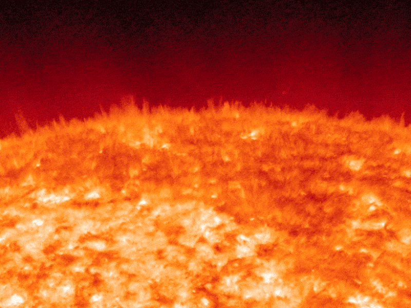 Animated visualization of solar spicules—thin, jet-like structures on the Sun’s surface. The animation shows these dynamic plasma jets rapidly rising and falling from the solar chromosphere into the outer atmosphere. The spicules appear as bright, flickering filaments against the backdrop of the Sun’s surface, demonstrating the Sun’s highly active and constantly changing nature.