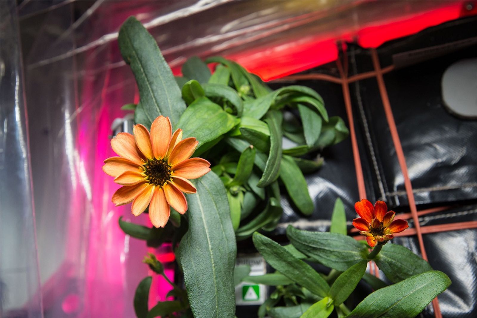 First flower in space