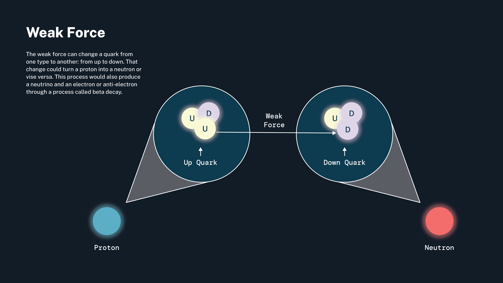 This infographic is done mostly in shades of blue. At the top left is the title: "Weak Force." Below that is a block of text that reads: "The weak force can change a quark from one type to another: from up to down. That change could turn a proton into a neutron or vice versa. This process would also produce a neutrino and an electron or anti-electron through a process called beta decay." Below and to the right of the text is an illustration of a blue proton and a red neutron with pop outs. The proton is on the left. Its pop out shows a cluster of two yellow up quarks and one pink down quark. An arrow is pointing to one of the up quarks. The pop up for the neutron shows a cluster of two pink down quarks and one yellow up quark. An arrow points to one of the down quarks, indicating that it flipped from an up quark, which changed the proton into a neutron.
